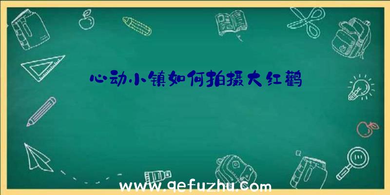 心动小镇如何拍摄大红鹳